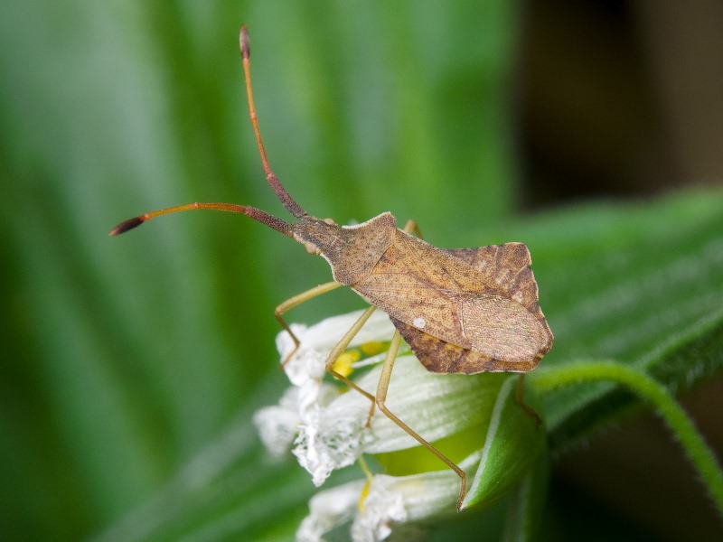 Syromastus rhombeus (Linnaeus, 1767)